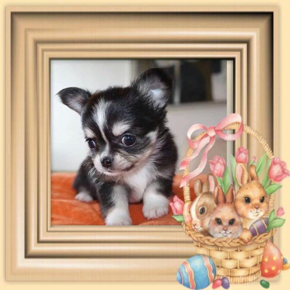 Chihuahua Tiny Star Dinka billede 2
