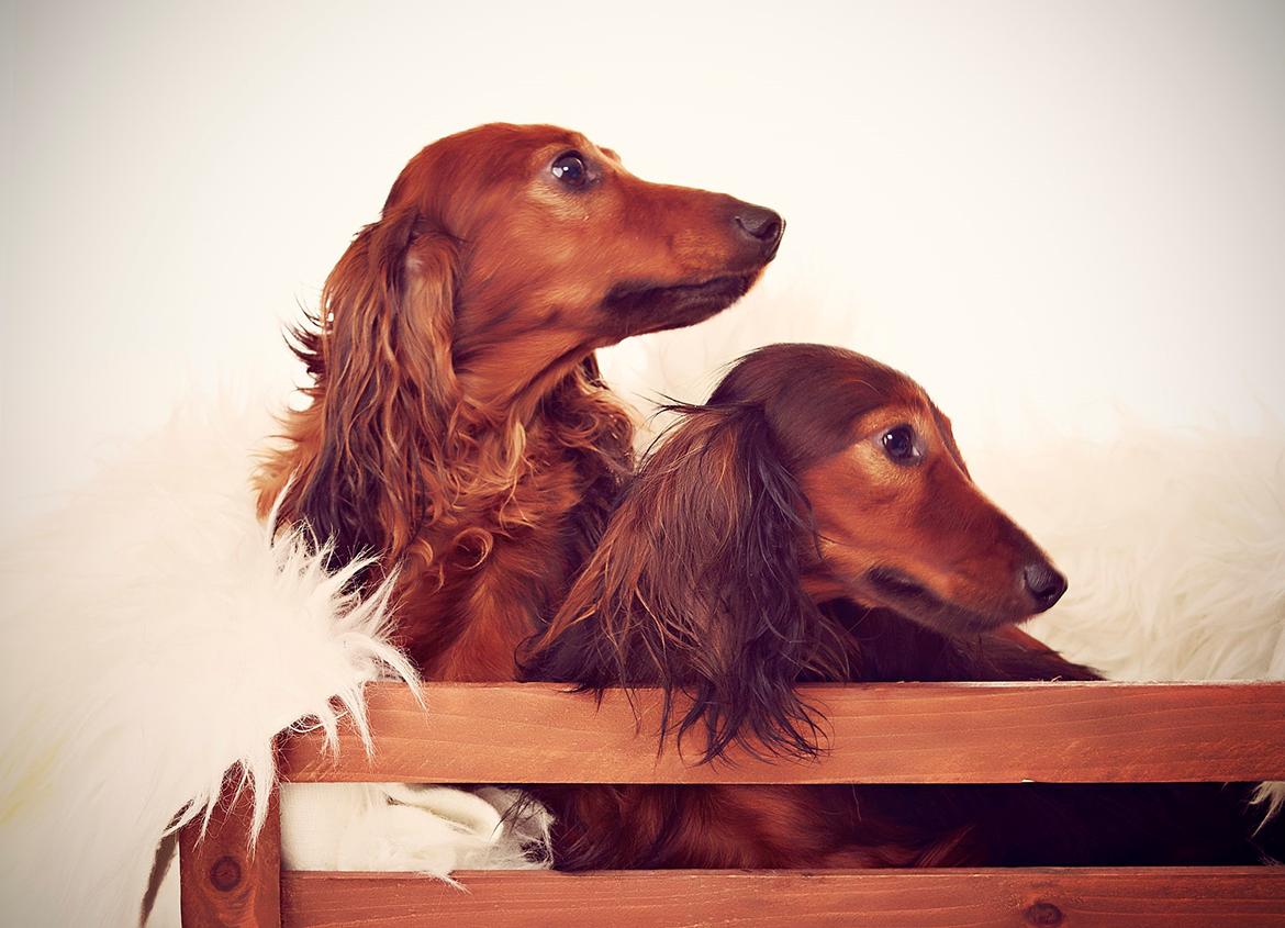 Gravhund Von-Fyrbo Casandra billede 2