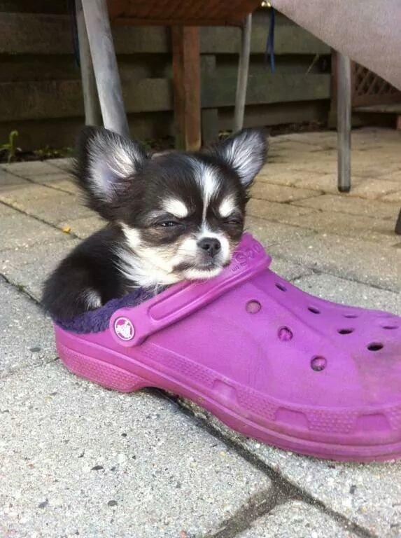 Chihuahua Tiny Star Dinka billede 3