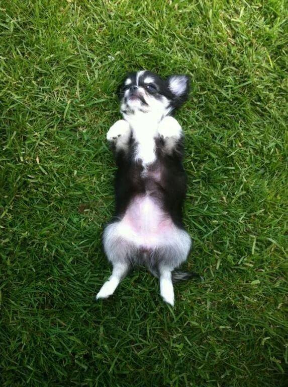 Chihuahua Tiny Star Dinka billede 1