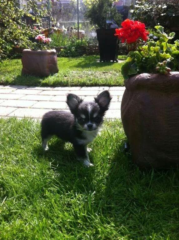 Chihuahua Tiny Star Dinka billede 5