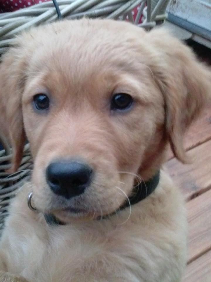 Golden retriever Leopold - Leo billede 1