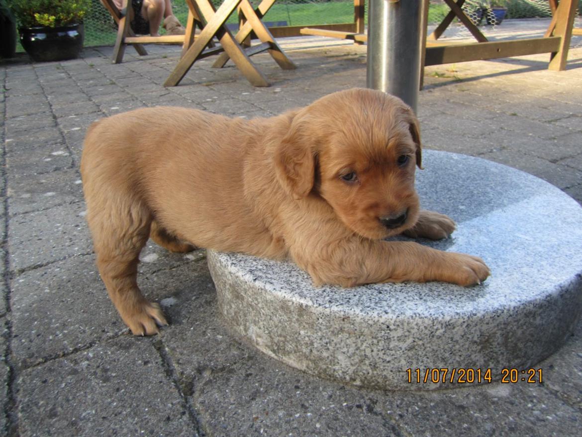 Golden retriever Leopold - Leo billede 2