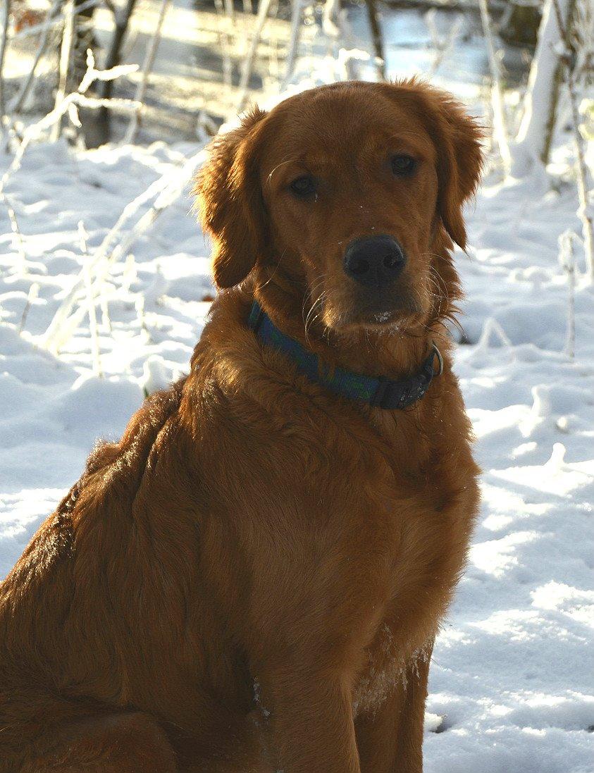 Golden retriever Leopold - Leo billede 5