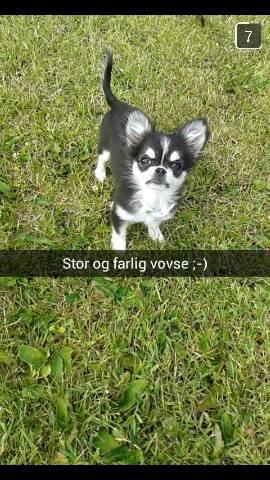 Chihuahua Tiny Star Dinka billede 6