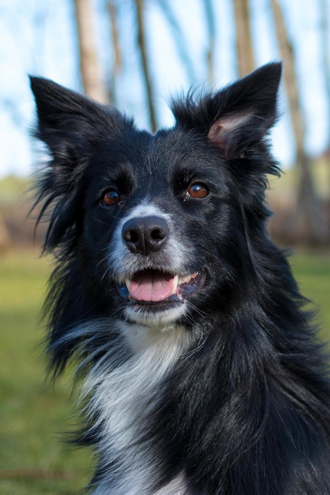 Border collie Ninja billede 1