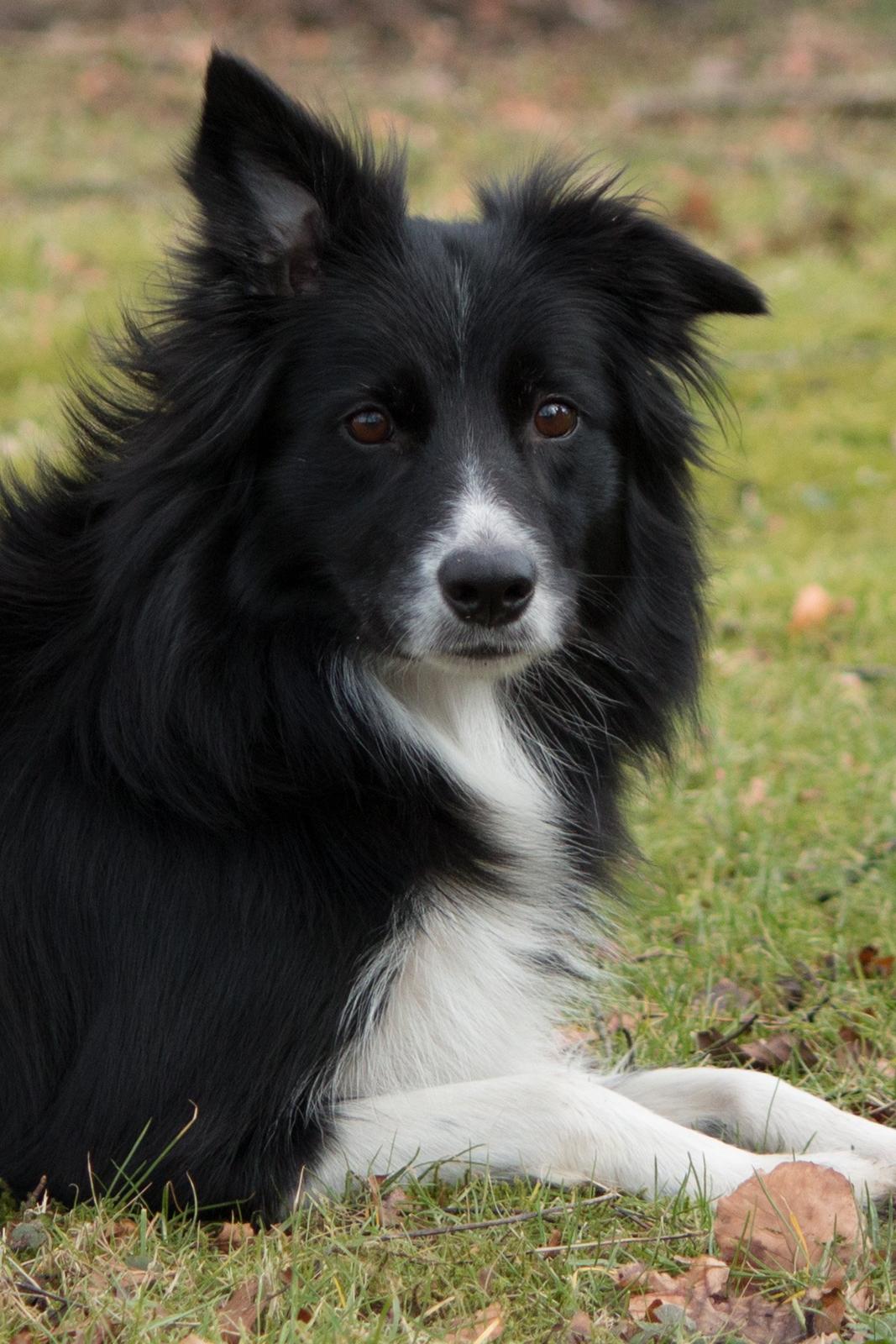 Border collie Ninja billede 3
