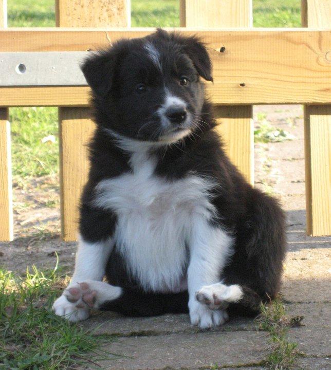 Border collie Ninja billede 6