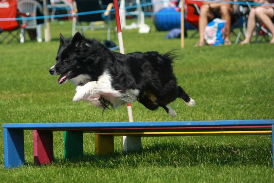 Border collie Ninja billede 5