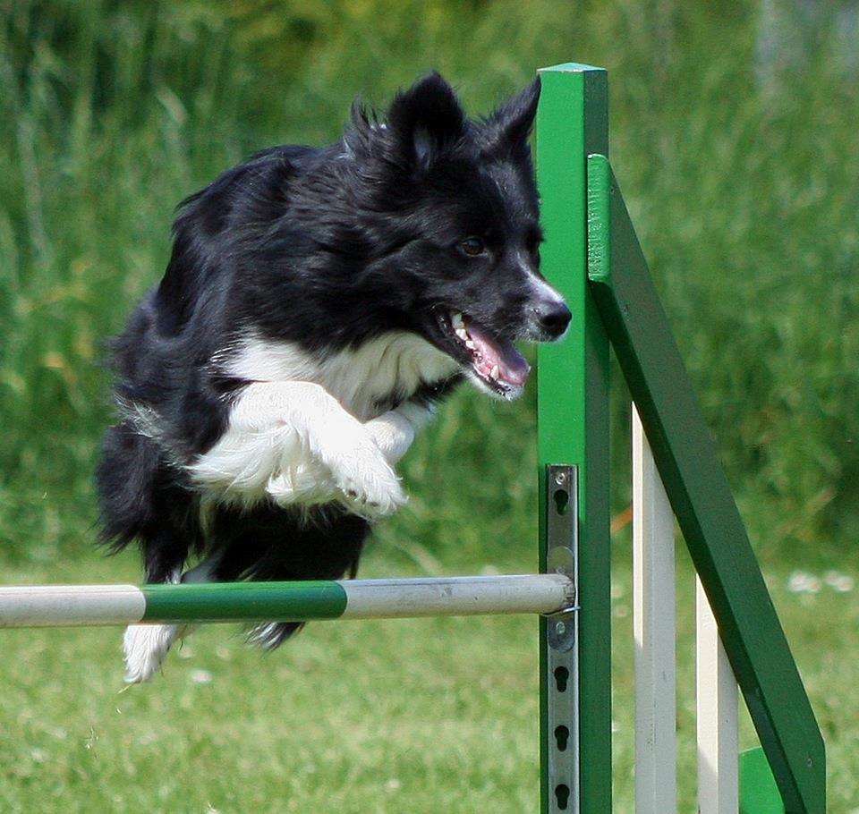 Border collie Ninja billede 4