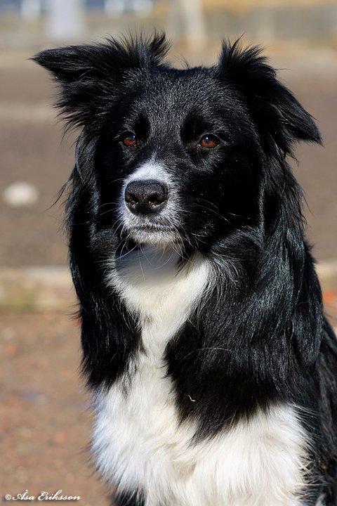 Border collie Ninja billede 2