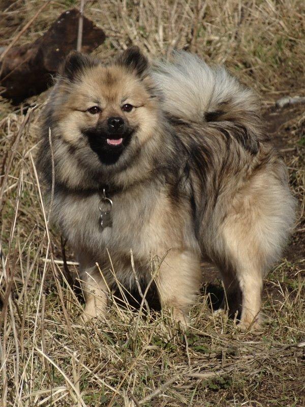 Mittelspitz Mira . DKCH billede 1