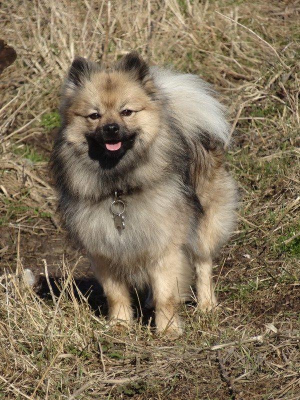 Mittelspitz Mira . DKCH billede 13