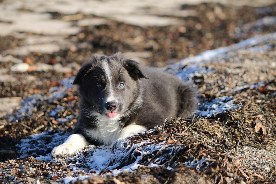 Border collie Fuji billede 7