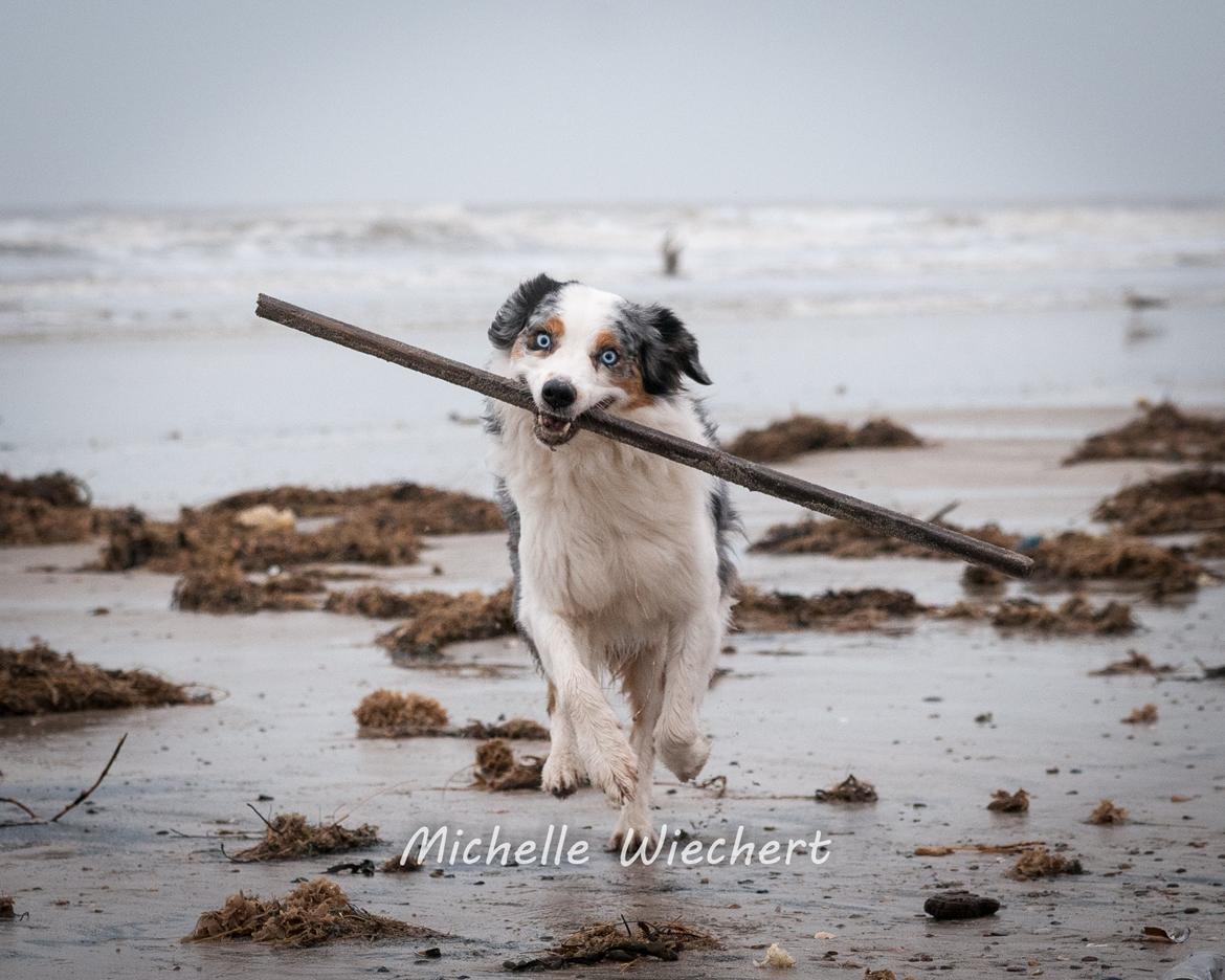 Australian shepherd Gaia billede 2