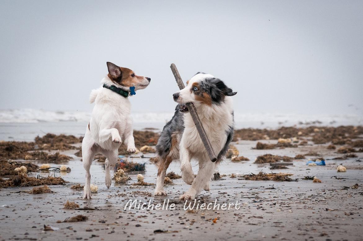 Australian shepherd Gaia billede 3