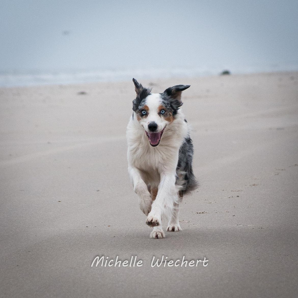 Australian shepherd Gaia billede 20