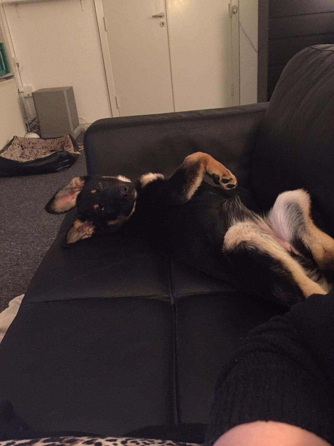 Schæferhund Freja billede 9