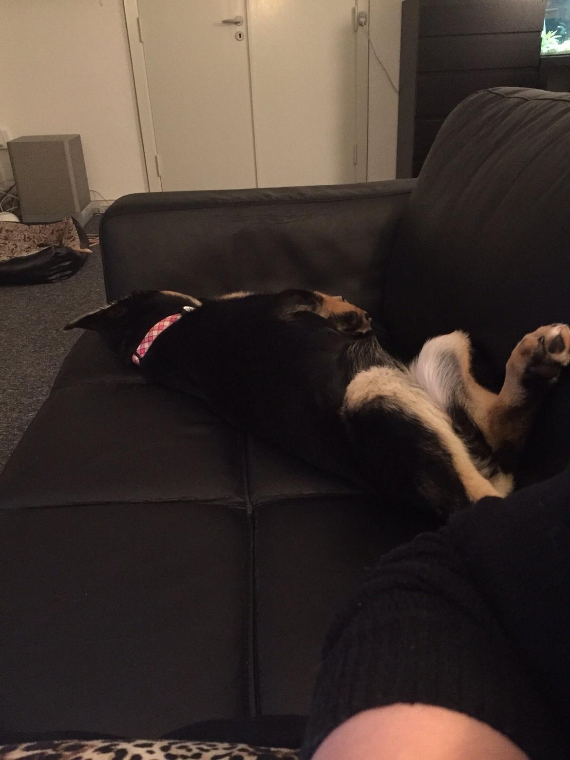 Schæferhund Freja billede 10