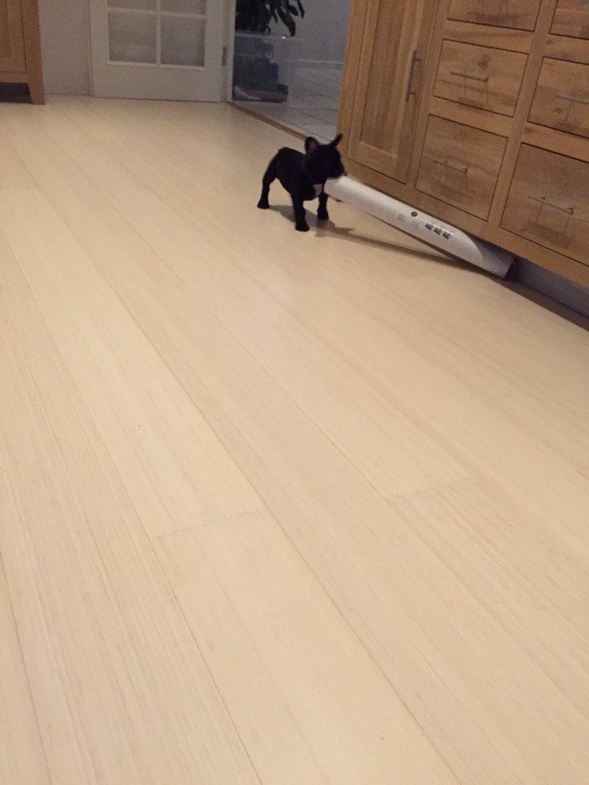 Fransk bulldog Jason (stamtavlenavn Smillo) billede 15