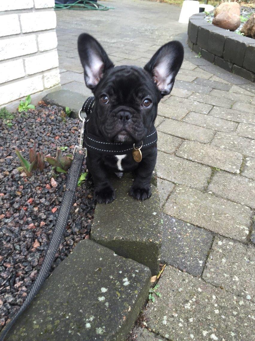 Fransk bulldog Jason (stamtavlenavn Smillo) billede 16