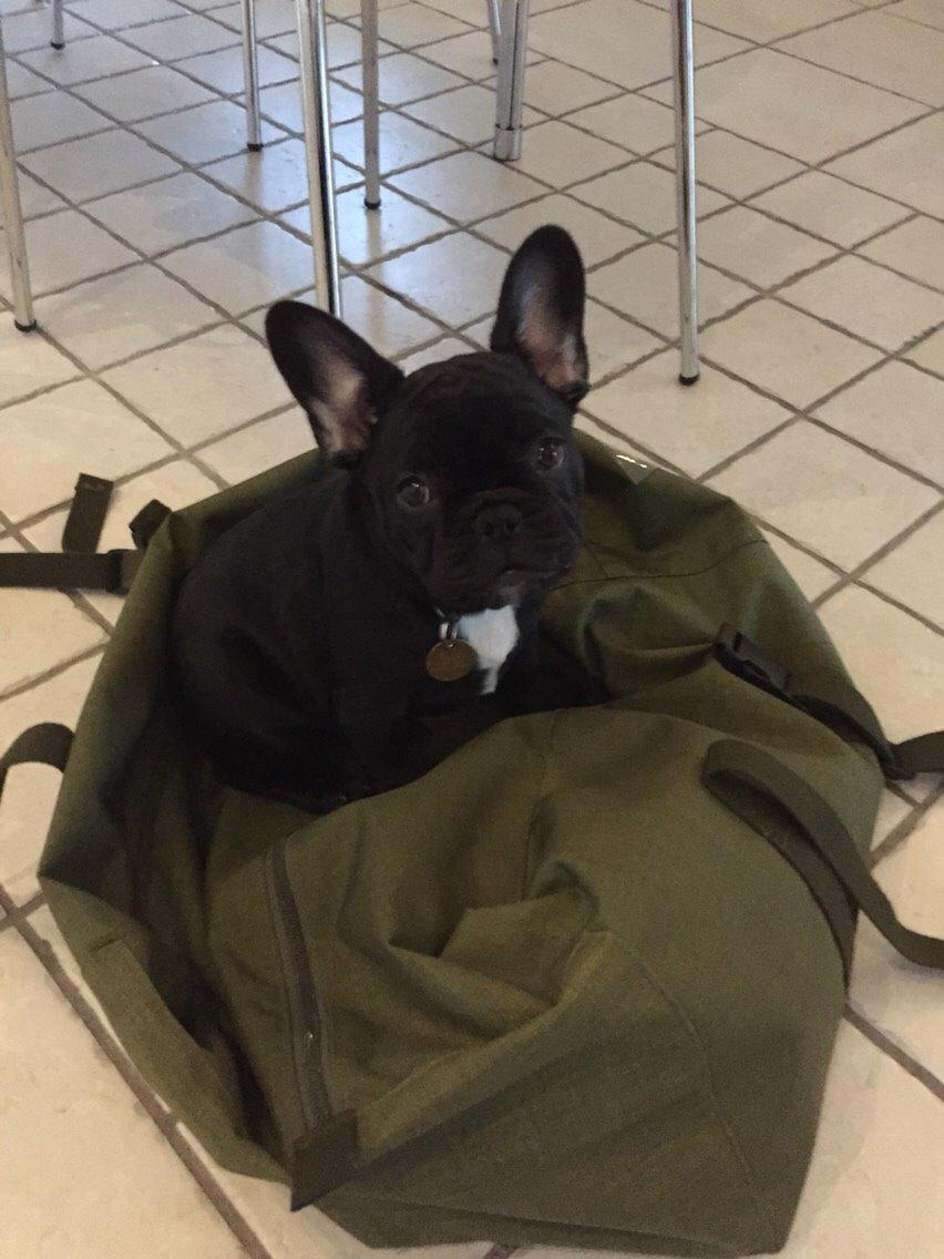 Fransk bulldog Jason (stamtavlenavn Smillo) billede 17