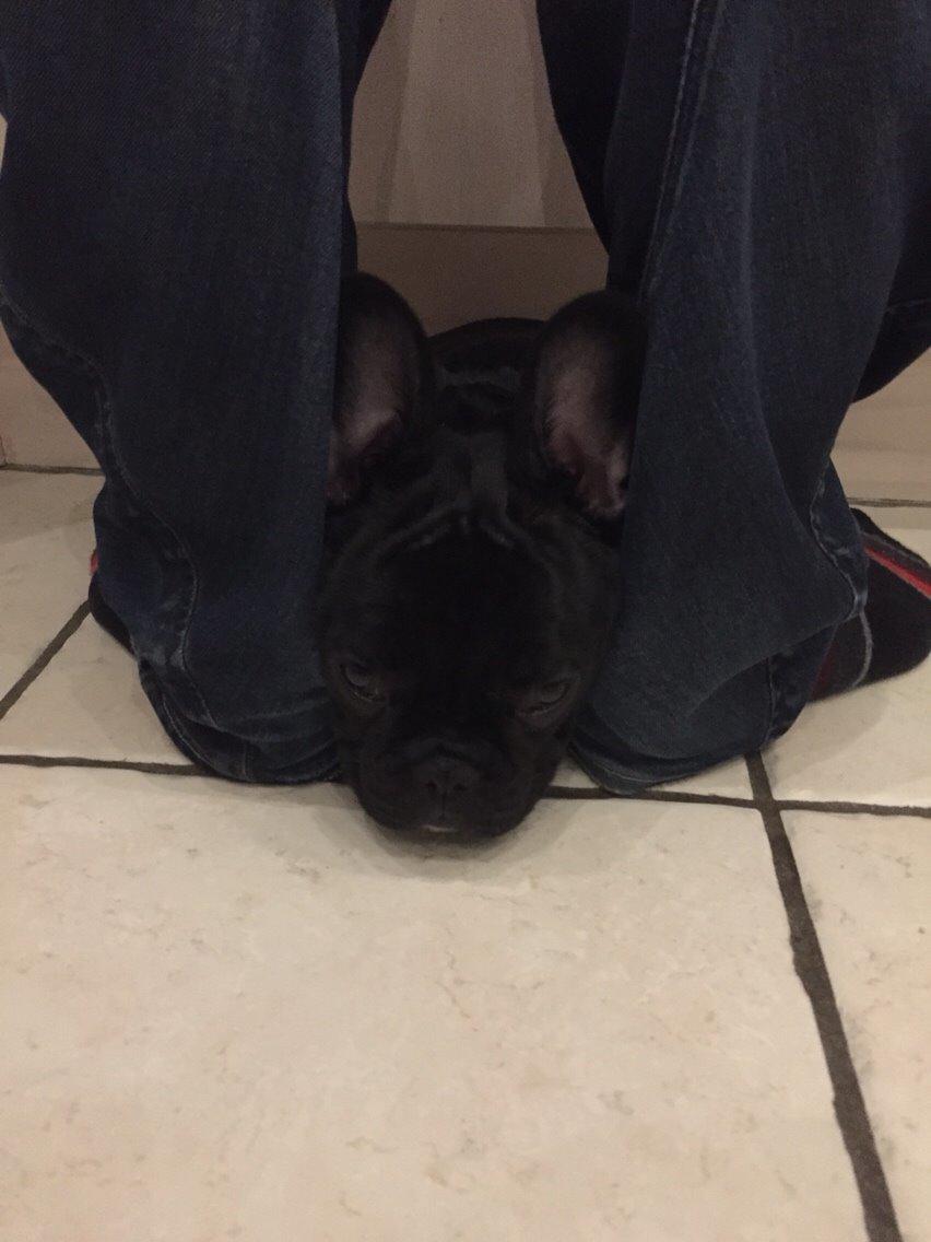 Fransk bulldog Jason (stamtavlenavn Smillo) billede 18