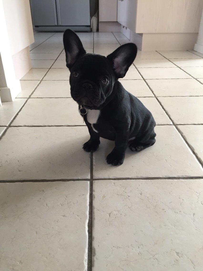 Fransk bulldog Jason (stamtavlenavn Smillo) billede 19