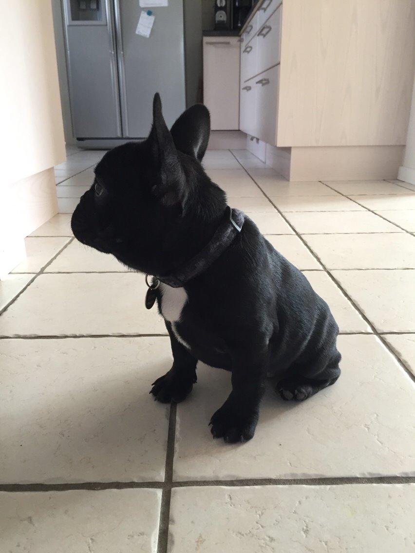 Fransk bulldog Jason (stamtavlenavn Smillo) billede 20