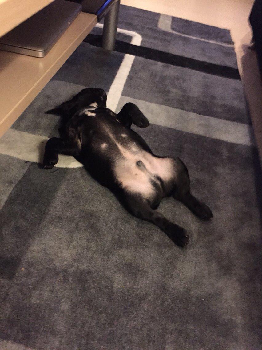 Fransk bulldog Jason (stamtavlenavn Smillo) billede 21