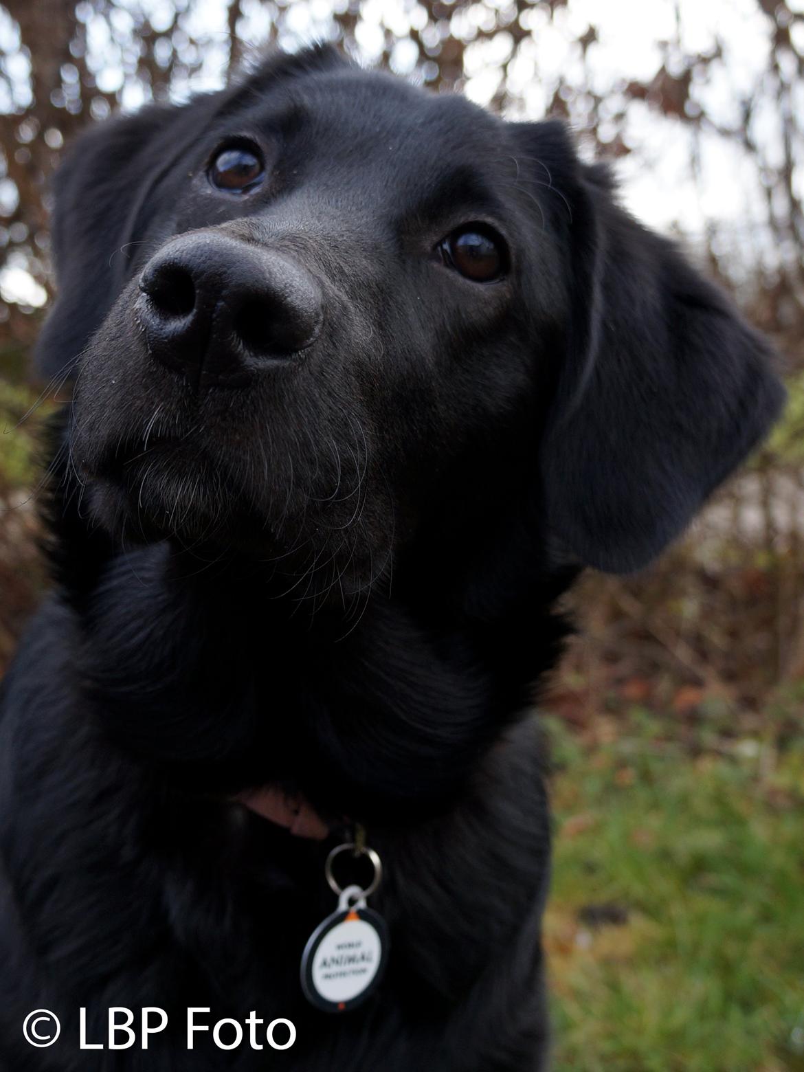 Blanding af racer Bella - 09.03 2015 billede 17