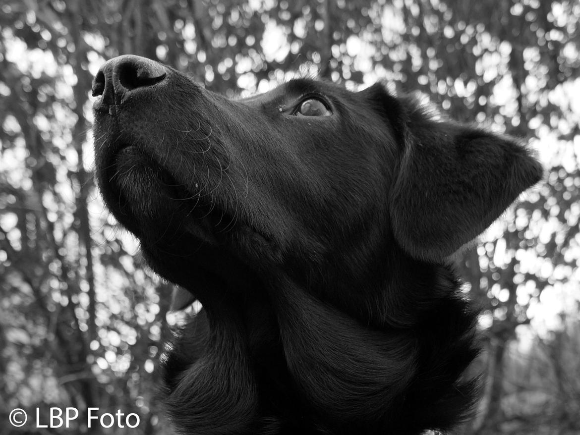 Blanding af racer Bella - 09.03 2015 billede 18