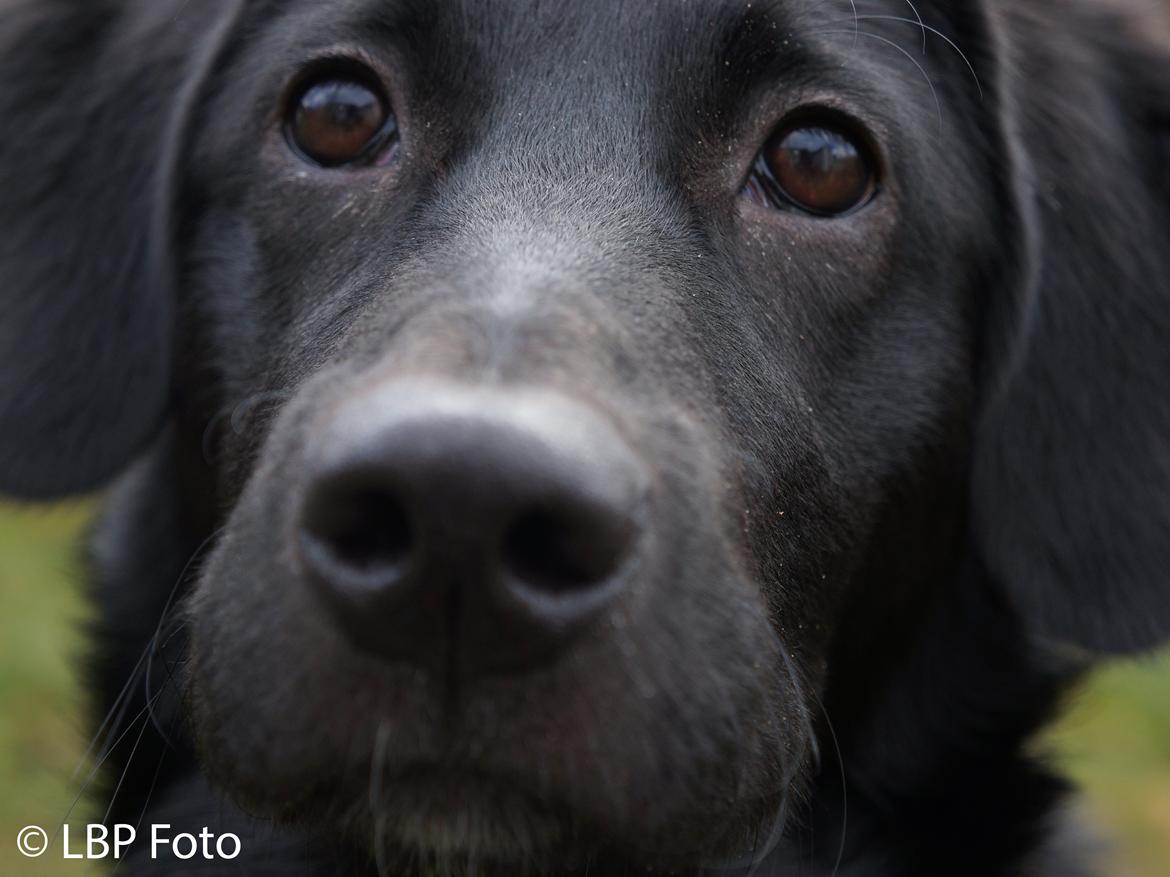 Blanding af racer Bella - 09.03 2015 billede 20