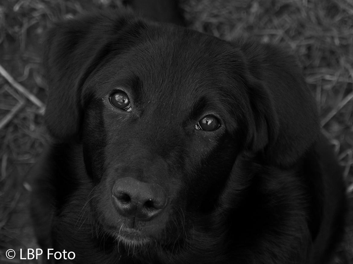 Blanding af racer Bella - 09.03 2015 billede 21