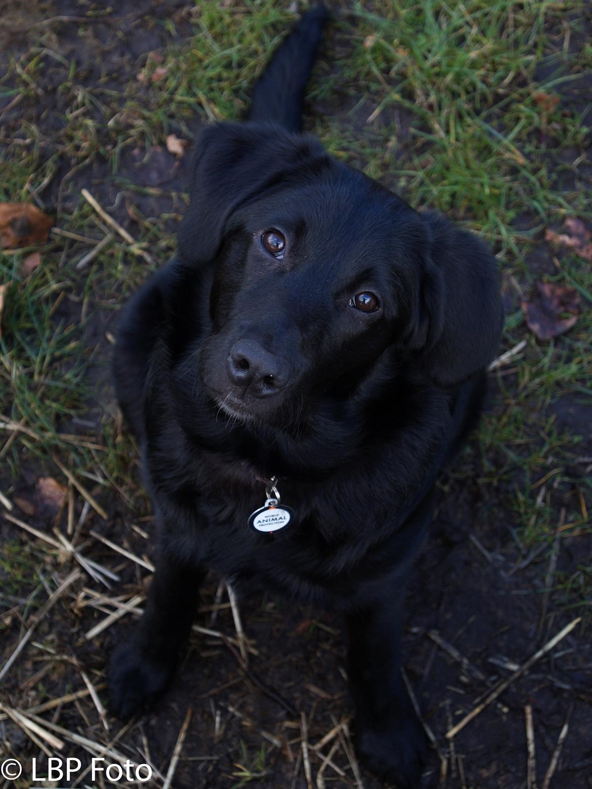 Blanding af racer Bella - 09.03 2015 billede 22