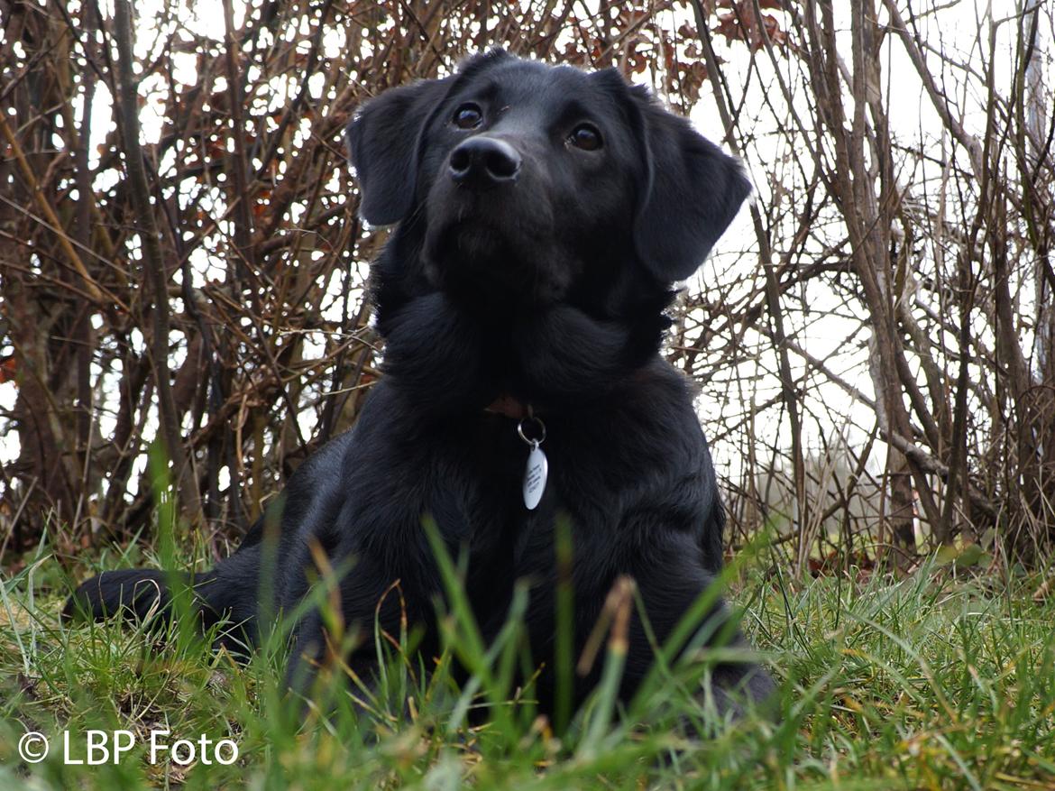 Blanding af racer Bella - 09.03 2015 billede 19