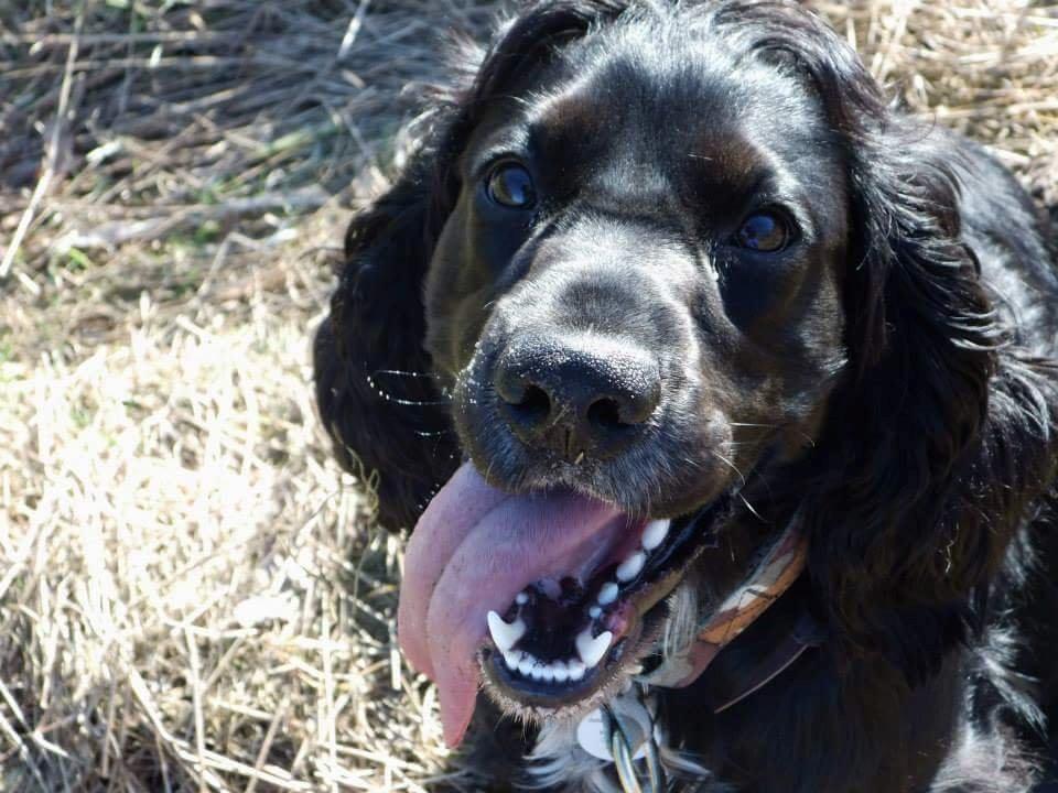 Cocker spaniel Koma billede 13