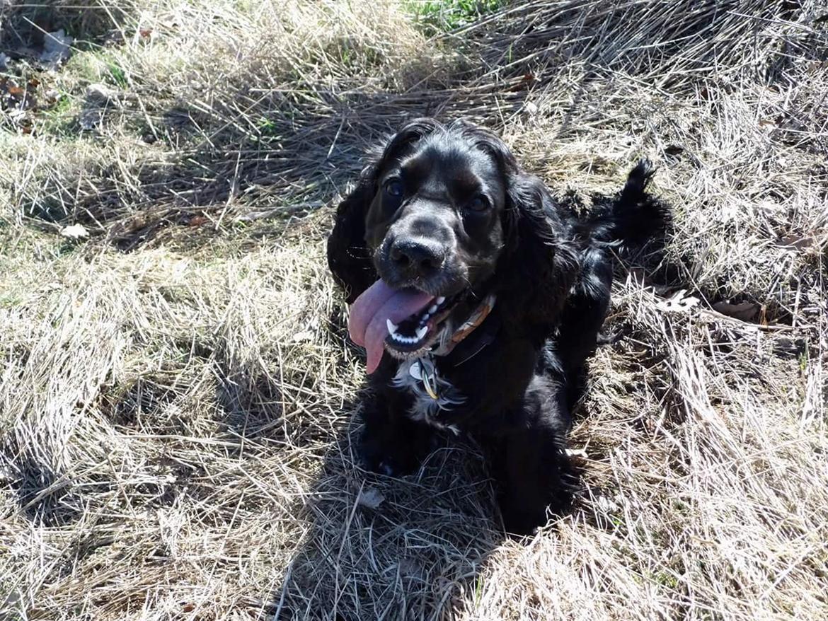 Cocker spaniel Koma billede 19