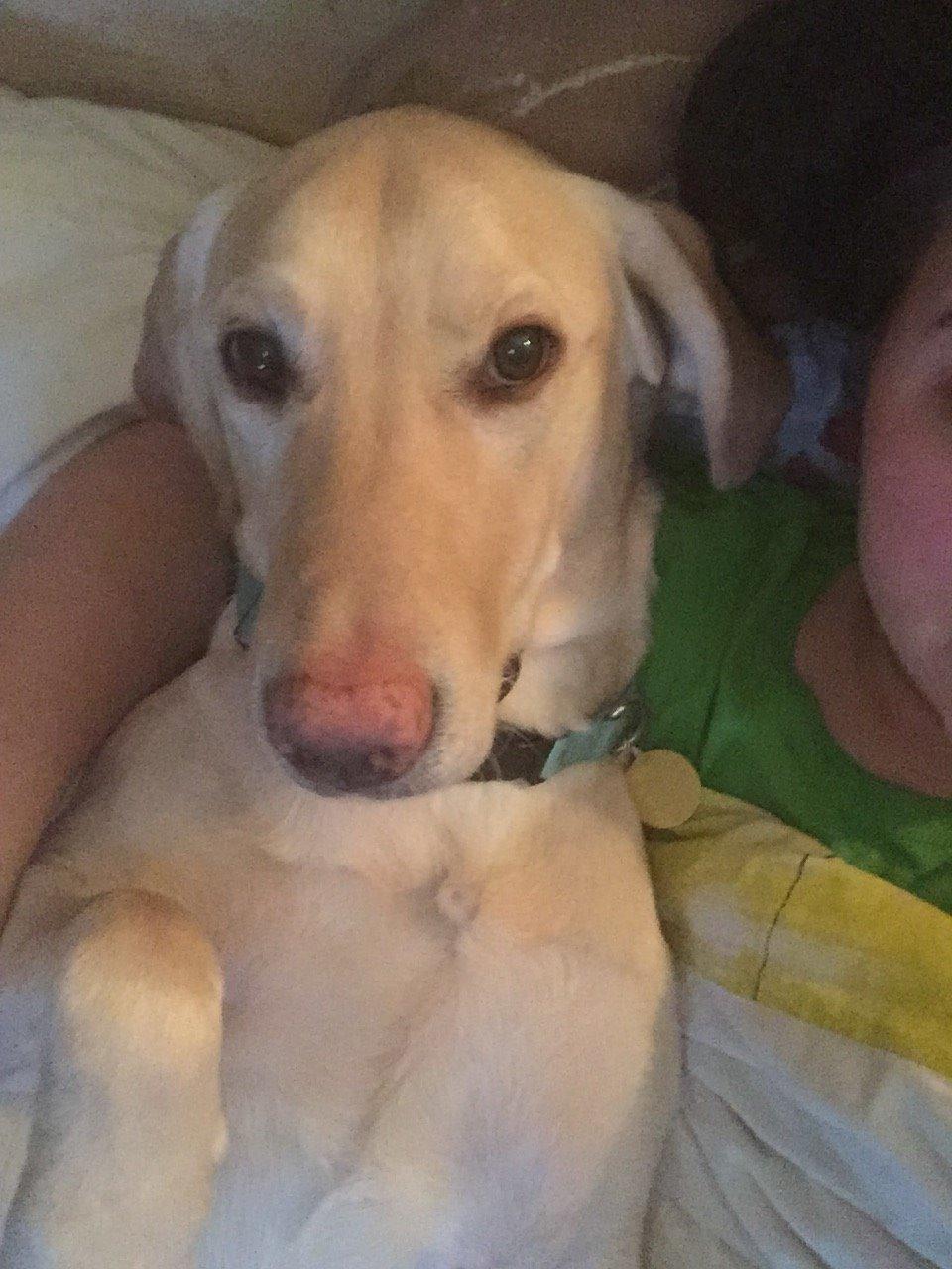 Labrador retriever Marvin billede 21