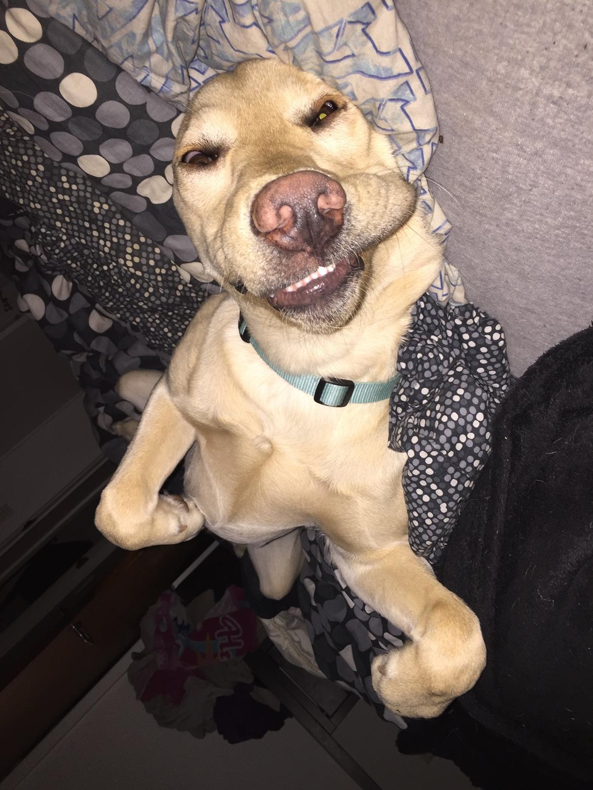 Labrador retriever Marvin billede 23