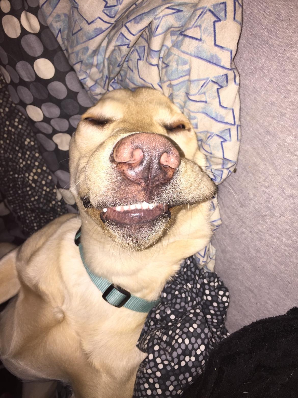 Labrador retriever Marvin billede 22