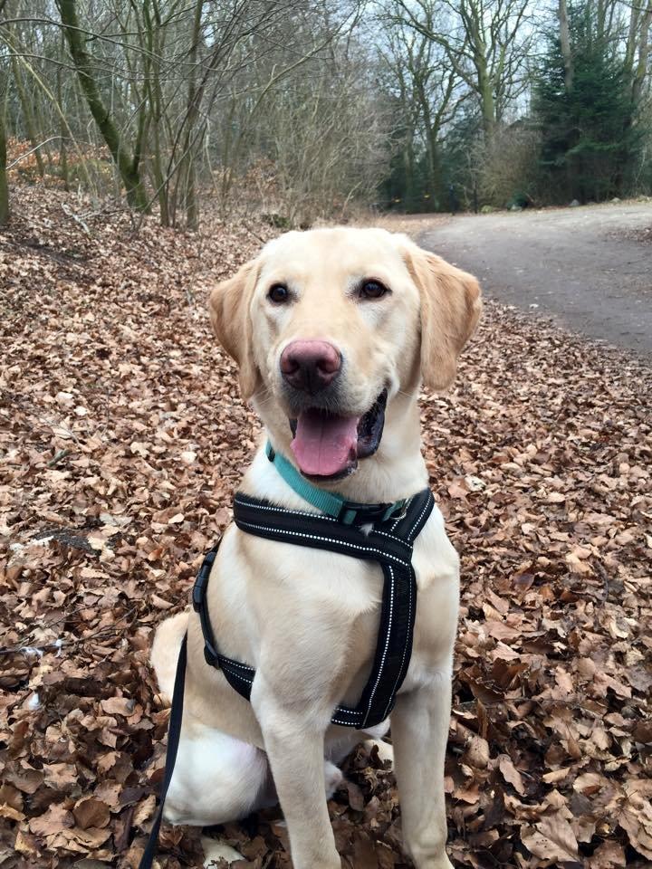 Labrador retriever Marvin billede 24