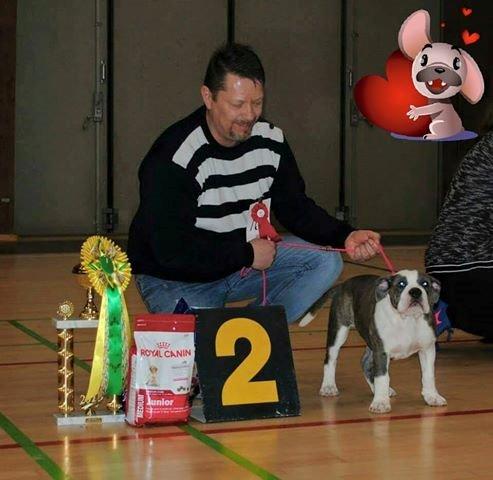 Olde english bulldogge DiamondBulls Anastasia aka "Åse" - Så prøvede vi også et DDH show. Åse vandt sin klasse og  fik 2 x cert. + at hun blev Baby BIS 2 :-) Så stolt :-) billede 37