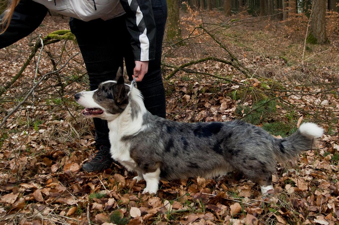 Welsh corgi cardigan Aasteds Allways Add Bubbly Blue aka. "Diesel" billede 42
