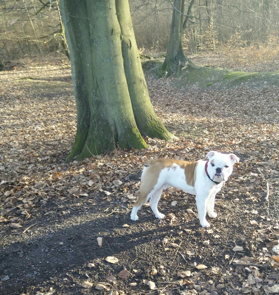 Engelsk bulldog Molosshusets Wonderfull Washington aka.Thor billede 16