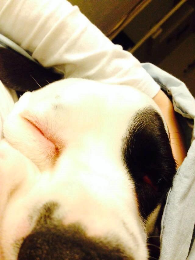 Blanding af racer ~ Basse  - Zzzzz.... billede 7