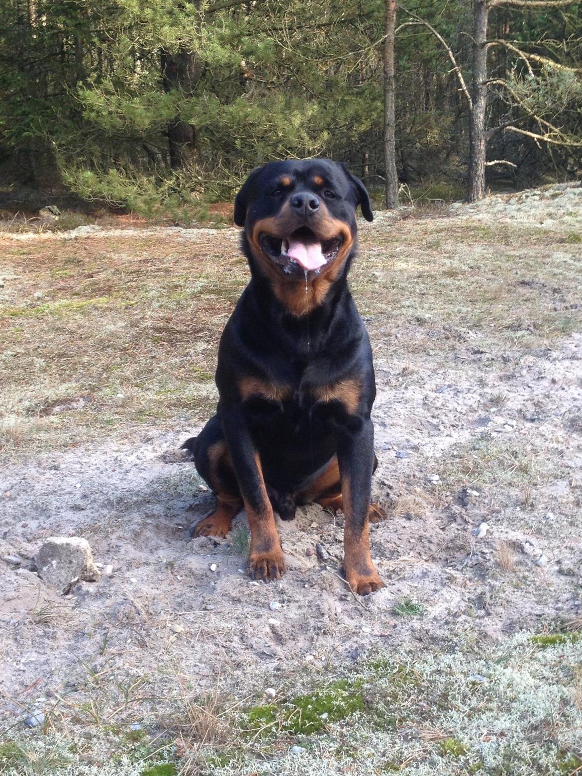 Rottweiler Anton - Glad dreng i skoven :)  billede 17