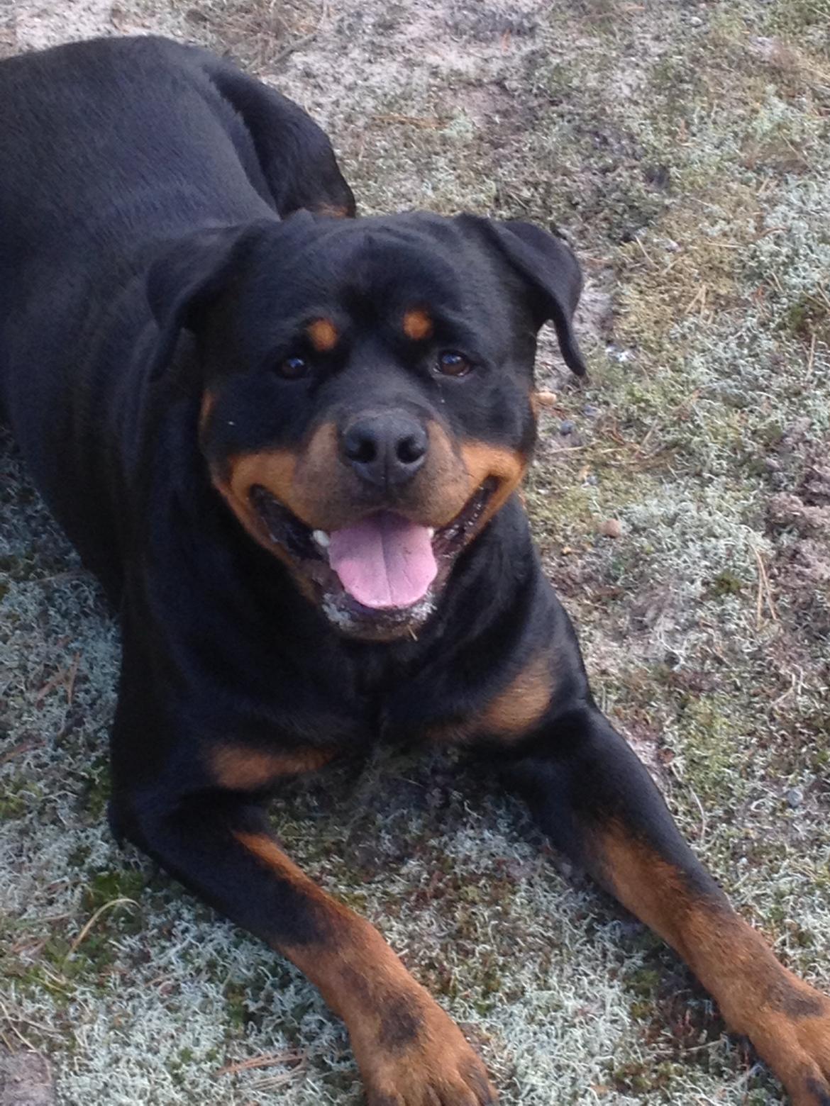 Rottweiler Anton - venter glad på bolden billede 18