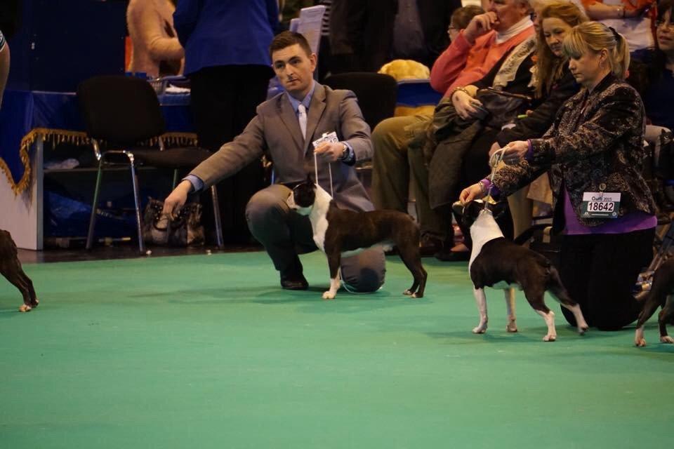 Boston terrier Multi-CH Westlund As Good As It Gets aka Pepsi - Cruft 2015 billede 1