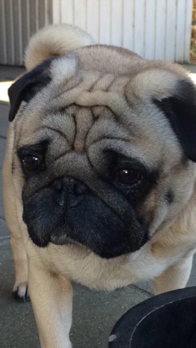 Mops Loui (Dreng) billede 30